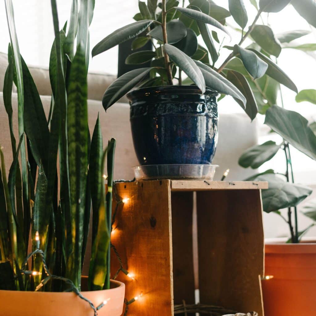 Is Your Plant Addiction Eco-Friendly?